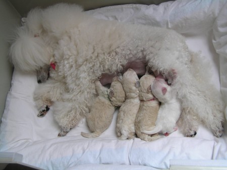 Dorly štěňátka 9. den